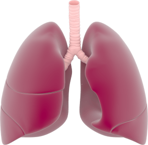 Lungs as a 3D perspective