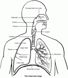 human Diagram of lungs