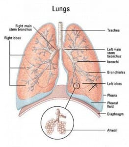 diagram of the lungs in more detail 