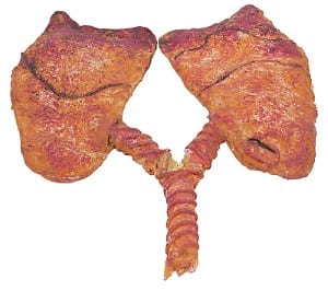 what lungs look like outside the human body.